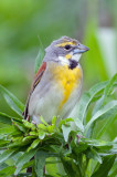 Dickcissel