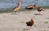 Fulvous & Black-bellied Whistling-Ducks
