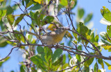 Yellow Warbler