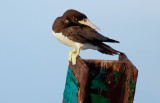 Brown Booby