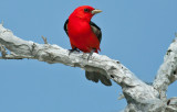 Scarlet Tanager