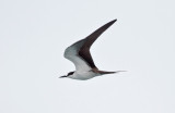 Sooty Tern