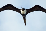 Magnificent Frigatebird