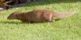 Indian Mongoose
