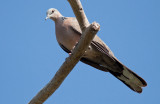 Spotted Dove