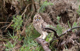 Short-eared Owl (Pueo)