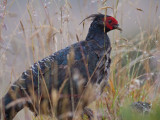 Kalij Pheasant