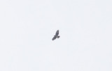 Hawaiian Hawk (Io)