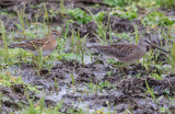 Long-billed Dowitcher &Sharp-tailed Sandpiper