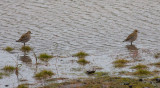 Pacific Golden-Plovers