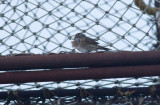 Lincolns Sparrow