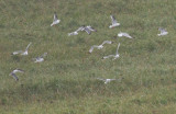 Red-legged & Black-legged Kittiwakes