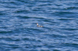 Marbled Murrelet