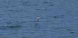 Fork-tailed Storm-Petrel