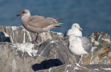First-cycle Cook Inlet Gull (Glaucous-wing x Herring) with Glaucous-winged Gulls