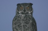 Great Horned Owl