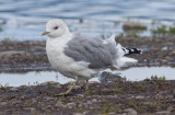 Mew Gull