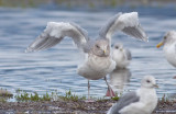 Glaucous-winged Gull