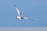 Black-legged Kittiwake