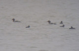 Common Mergansers