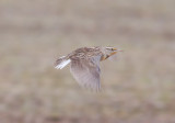 Western Meadowlark