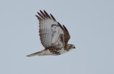 Red-tailed Hawk