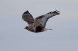 Rough-legged Hawk