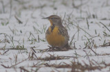 Western Meadowlark