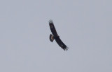 Golden Eagle