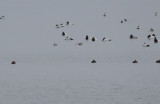 Long-tailed Ducks