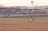 Short-eared Owl & Northern Harrier