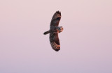 Short-eared Owl