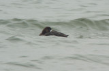 Greater Scaup