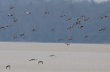 Flight (Canvasbacks, Redheads & Scaup)