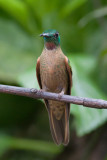 Fawn-breasted Brilliant