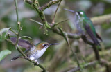 Booted Racquet-tail