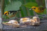 Flame-faced & Golden Tanagers