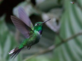 Purple-bibbed Whitetip