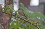 Dusky Bush-Tanager