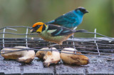 Flame-faced & Golden-naped Tanagers
