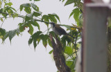 Black-winged Saltator