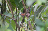 Azaras Spinetail