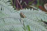 Three-striped Warbler