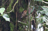 Lineated Foliage-gleaner