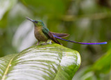 Violet-tailed Sylph