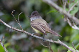 Dusky-capped Flycatcher