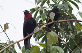 Purple-throated Fruitcrows