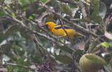 Yellow-tailed Oriole