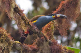 Plate-billed Mountain -Toucan