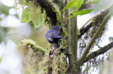 Capped Conebill 